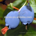 Extrait de Vaccinium myrtillus Anthocyanindines 25%